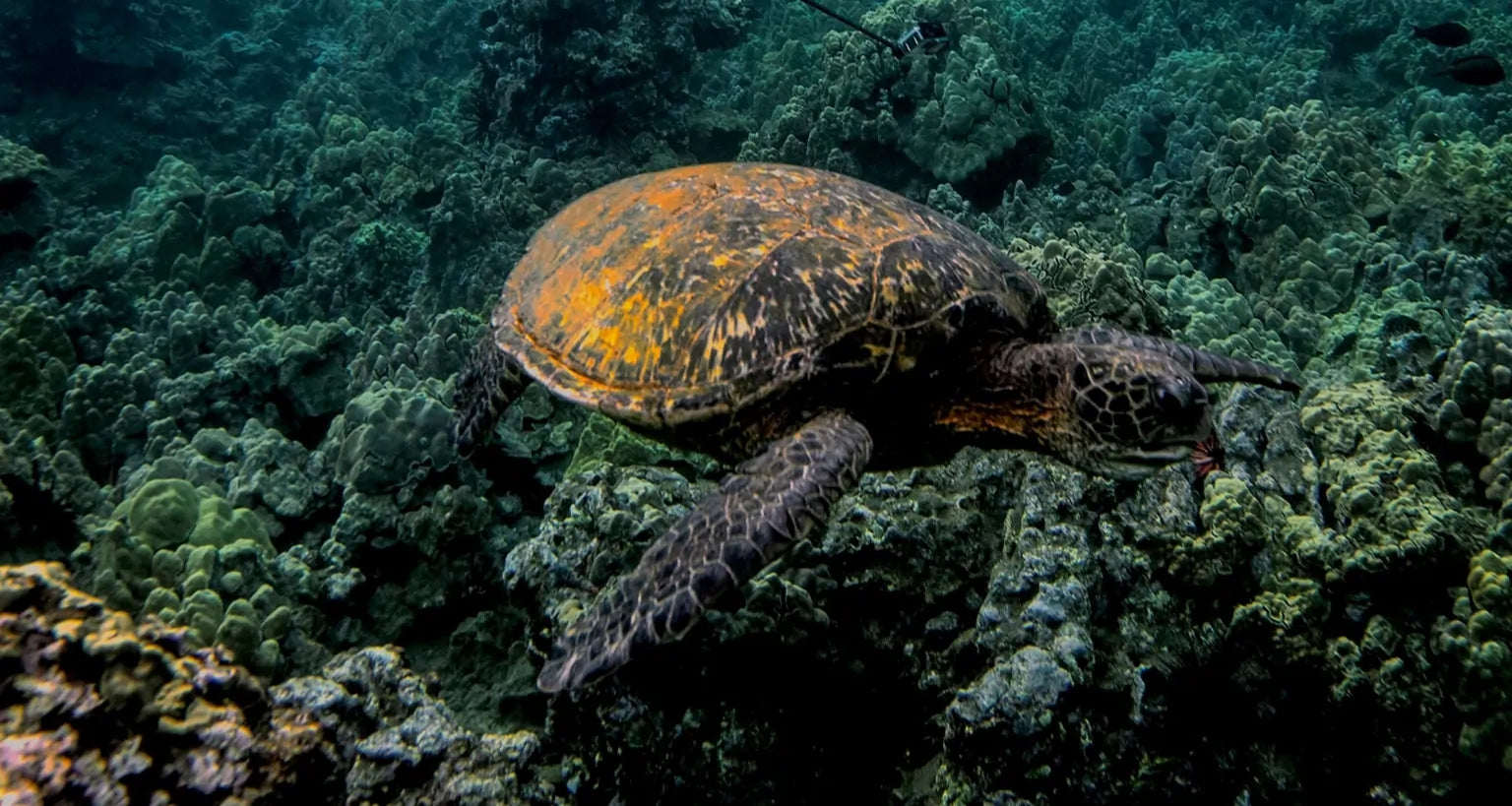 Encountering Honu, the Hawaiian Green Sea Turtle