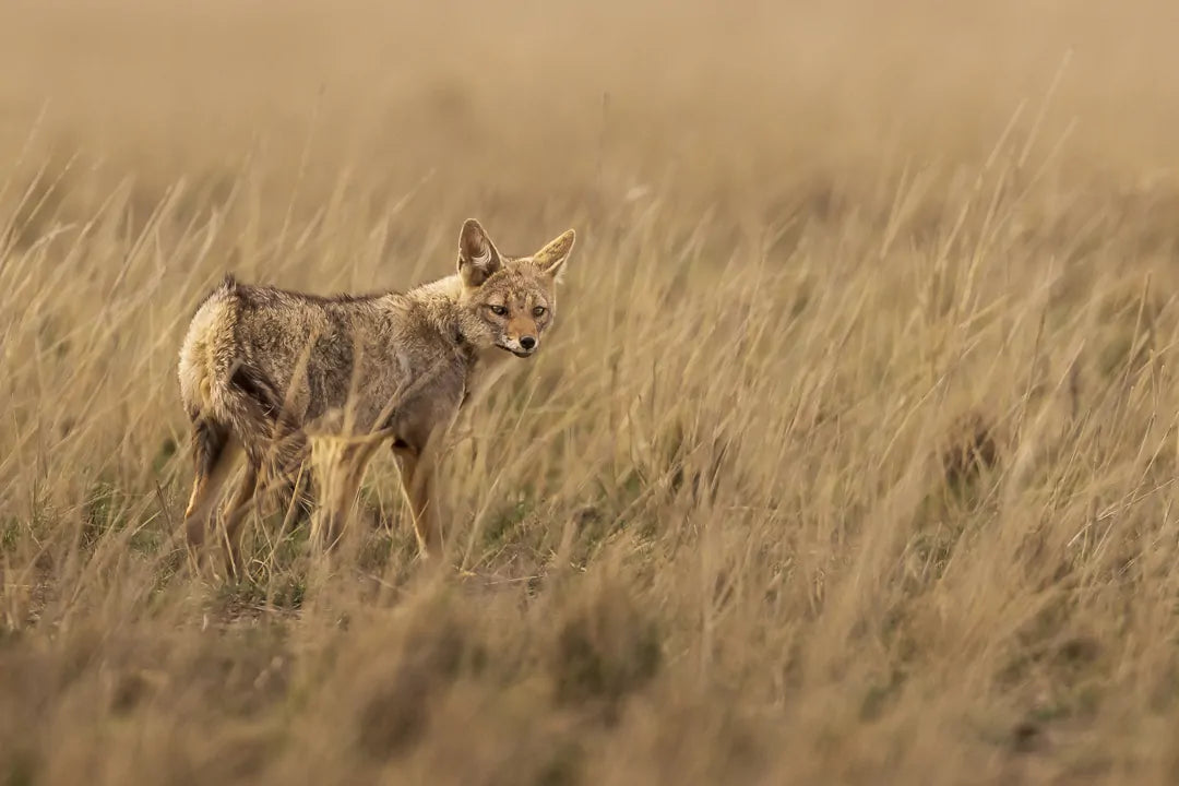 The dream — A journey called Adelante