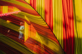 Travel with Leica: Life and Light in Kolkata with Shivam Pandey