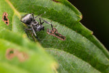 Leica Explore: Macro Photography with Wayne Chng
