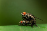 Leica Explore: Macro Photography with Wayne Chng