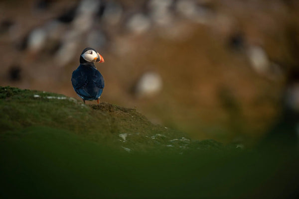Seabird Spectacle: Discovering Skomer Island’s Atlantic Puffins