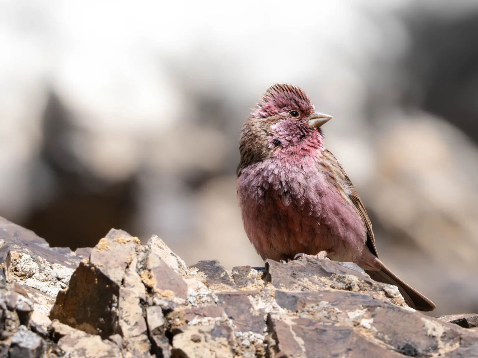 11 bird canyons to discover