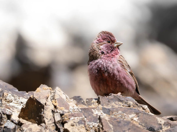 11 bird canyons to discover