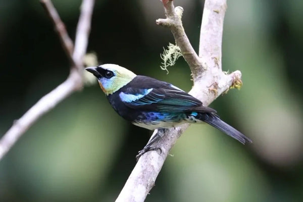 Costa Rica: A Bird Watcher’s Paradise