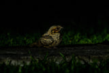 Leica Explore: Into the Night with Wayne Chng