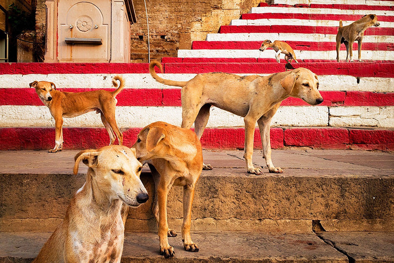 Travel with Leica: Exclusive India Workshop Tour by Vineet Vohra