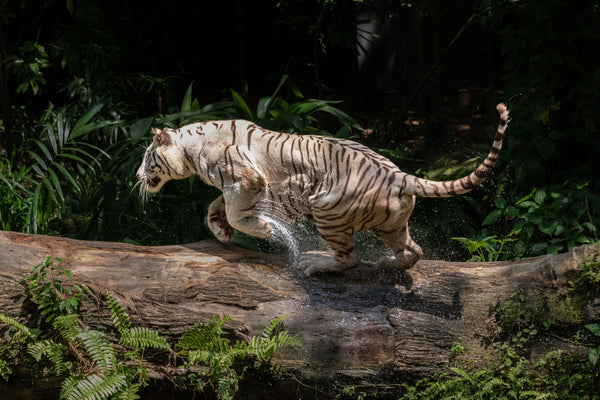 Experience Wildlife: Zoo Photo Walk with Bobby Tonelli