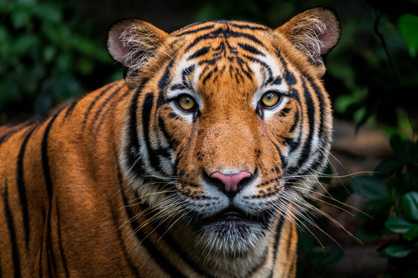 Experience Wildlife: Zoo Photo Walk with Bobby Tonelli