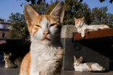 Travel with Leica: Enchanting Chaos of Istanbul with Vineet Vohra