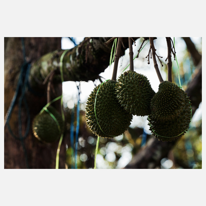 Travel with Leica: Durian, Coffee and Streets Workshop in Malaysia