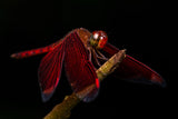 Leica Explore: Macro Photography with Wayne Chng