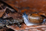 Leica Explore: Macro Photography with Wayne Chng