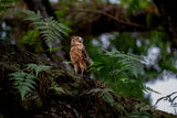 Leica Explore: Mastering Wildlife Photography
