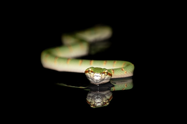 Leica Explore: Mastering Wildlife Photography